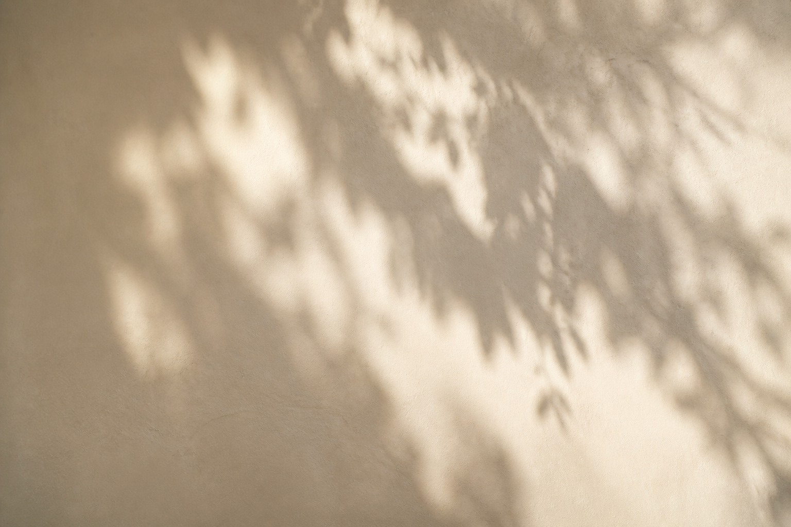 Luz del sol y sombras de hojas sobre una pared clara